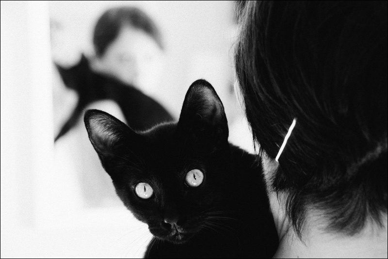 Black cat at home. Copyright Fabrizio Gandini. www.fabriziogandini.com 